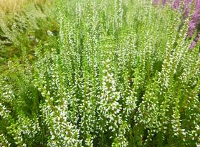 Vřes obecný 'Melanie' (Garden girls®) - Calluna vulgaris 'Melanie' (Garden girls®)