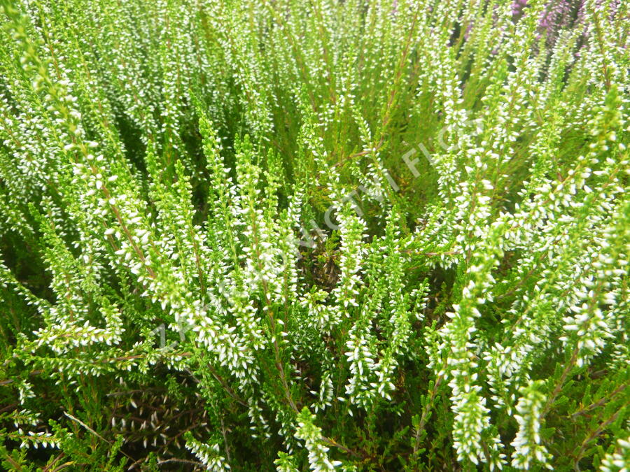 Vřes obecný 'Melanie' (Garden girls®) - Calluna vulgaris 'Melanie' (Garden girls®)