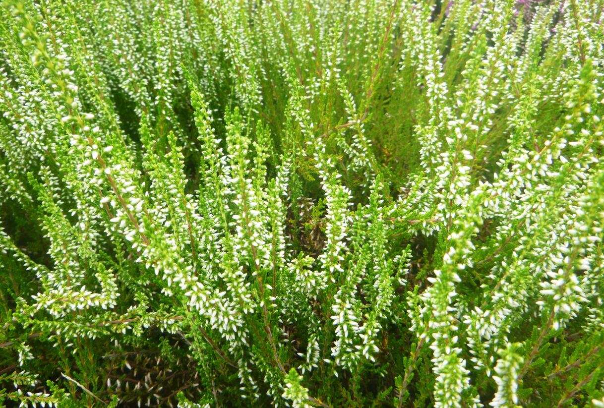 Vřes obecný 'Melanie' (Garden girls®) - Calluna vulgaris 'Melanie' (Garden girls®)