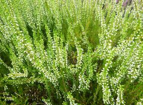 Vřes obecný 'Melanie' (Garden girls®) - Calluna vulgaris 'Melanie' (Garden girls®)