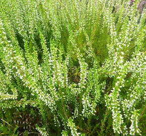 Vřes obecný 'Melanie' (Garden girls®) - Calluna vulgaris 'Melanie' (Garden girls®)