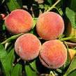 Broskvoň - velmi raná 'Harbinger' - Prunus persica 'Harbinger'