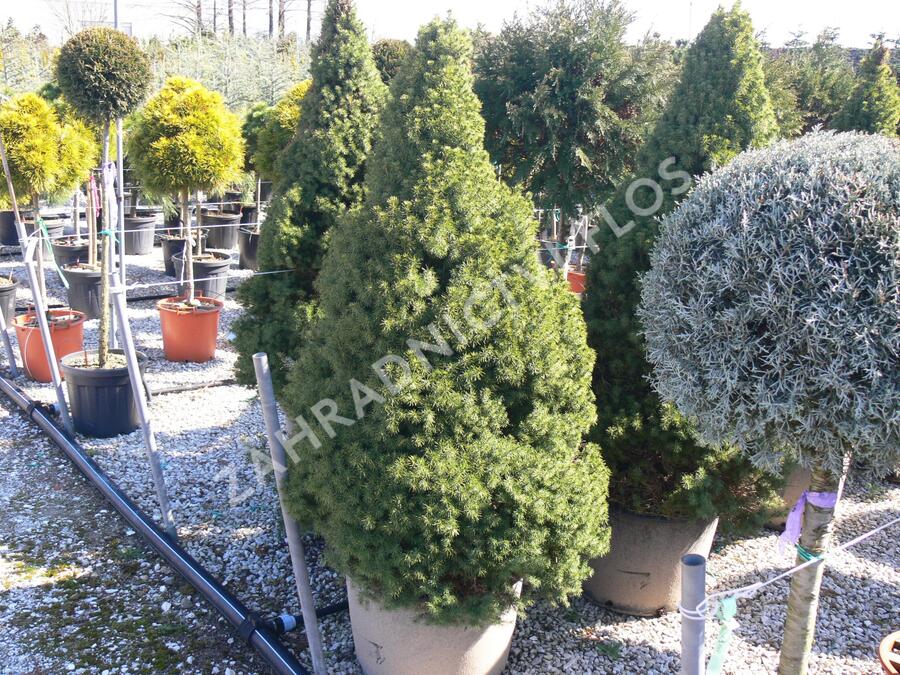 Smrk sivý 'Albertiana Conica' - Picea glauca 'Albertiana Conica'