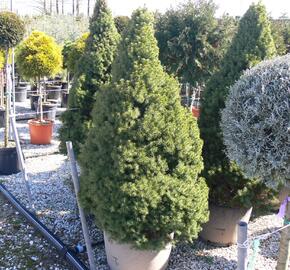 Smrk sivý 'Albertiana Conica'