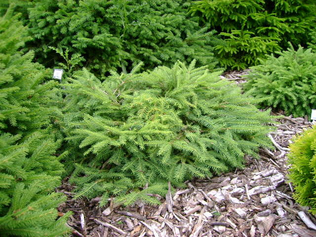 Smrk ztepilý 'Repens' - Picea abies 'Repens'