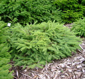 Smrk ztepilý 'Repens'