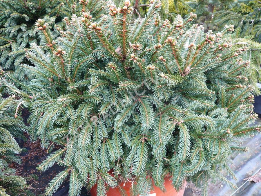 Smrk ztepilý 'Pygmaea' - Picea abies 'Pygmaea'