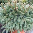 Smrk ztepilý 'Pygmaea' - Picea abies 'Pygmaea'