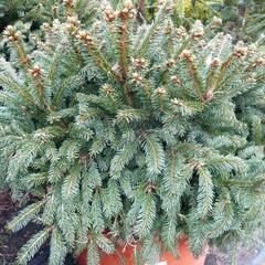 Smrk ztepilý 'Pygmaea' - Picea abies 'Pygmaea'