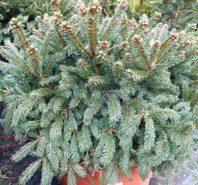 Smrk ztepilý 'Pygmaea'