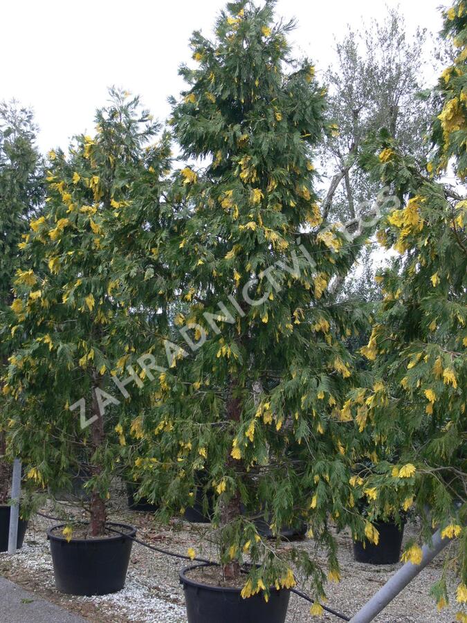 Pazerav sbíhavý 'Aureovariegata' - Calocedrus decurrens 'Aureovariegata'