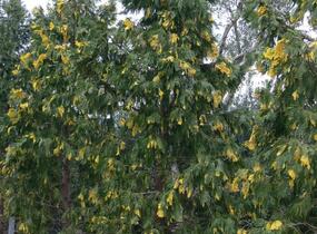 Pazerav sbíhavý 'Aureovariegata' - Calocedrus decurrens 'Aureovariegata'