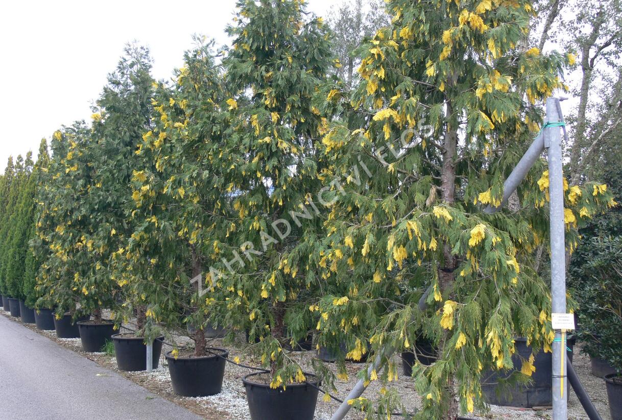 Pazerav sbíhavý 'Aureovariegata' - Calocedrus decurrens 'Aureovariegata'