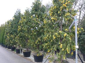 Pazerav sbíhavý 'Aureovariegata' - Calocedrus decurrens 'Aureovariegata'