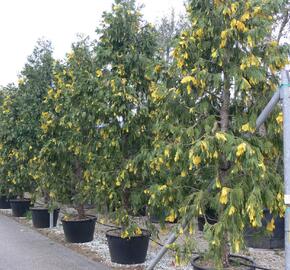 Pazerav sbíhavý 'Aureovariegata'