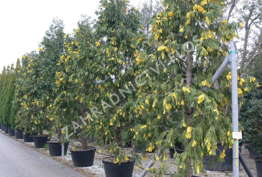 Pazerav sbíhavý 'Aureovariegata' - Calocedrus decurrens 'Aureovariegata'
