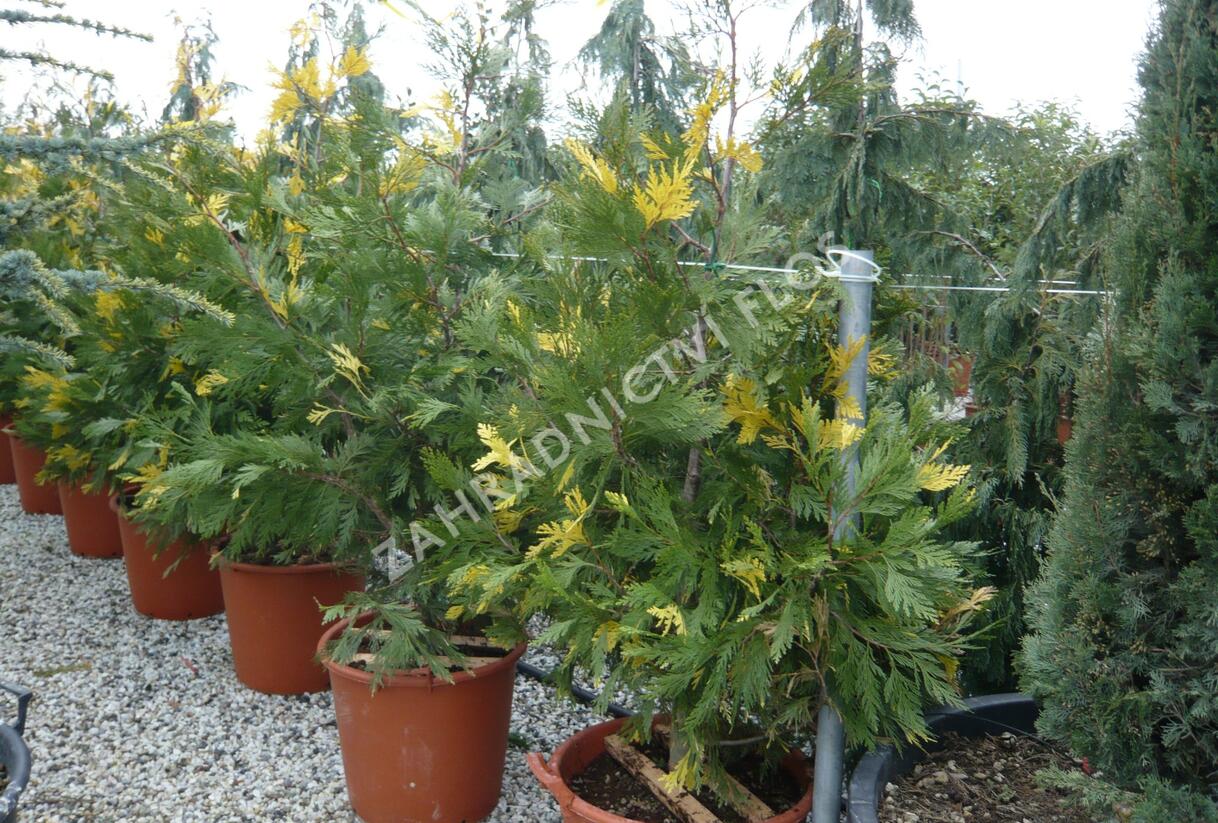 Pazerav sbíhavý 'Aureovariegata' - Calocedrus decurrens 'Aureovariegata'
