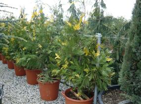 Pazerav sbíhavý 'Aureovariegata' - Calocedrus decurrens 'Aureovariegata'