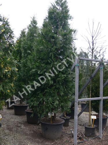 Pazerav sbíhavý - Calocedrus decurrens