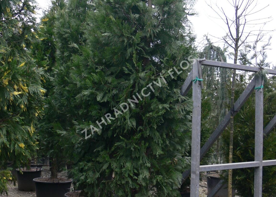 Pazerav sbíhavý - Calocedrus decurrens