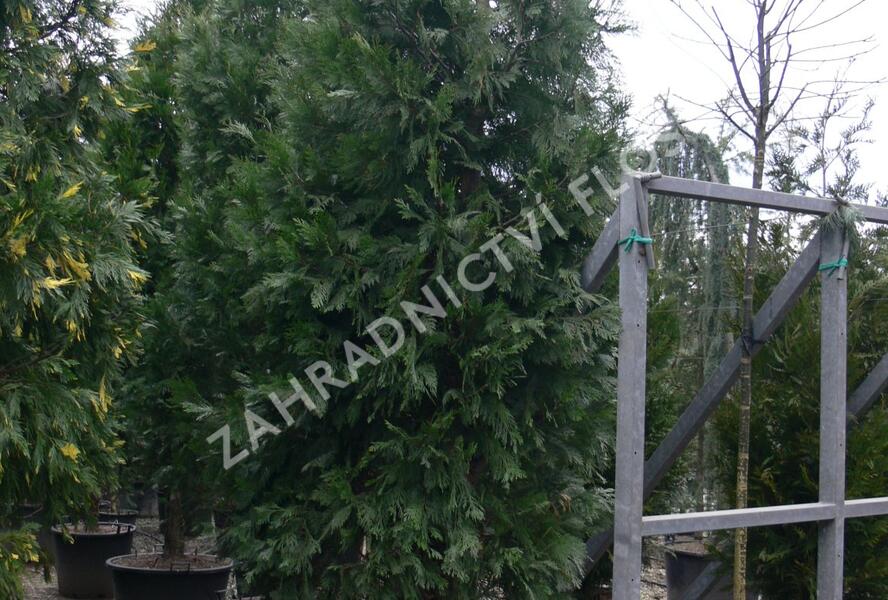 Pazerav sbíhavý - Calocedrus decurrens