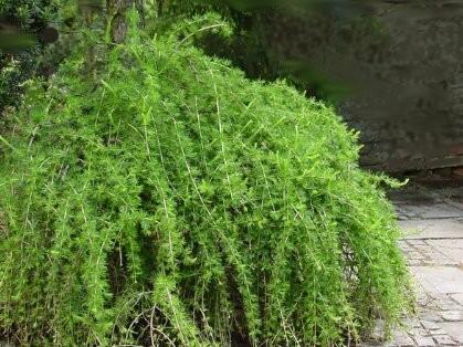 Modřín opadavý 'Repens' - Larix decidua 'Repens'