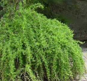 Modřín opadavý 'Repens'