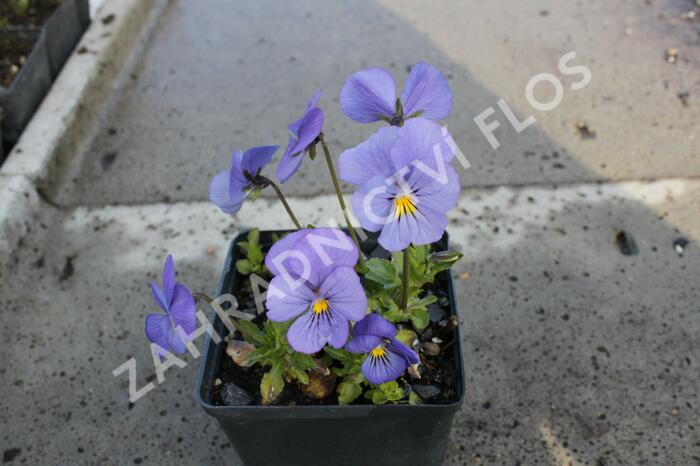 Violka růžkatá 'Blaue Schönheit' - Viola cornuta 'Blaue Schönheit'