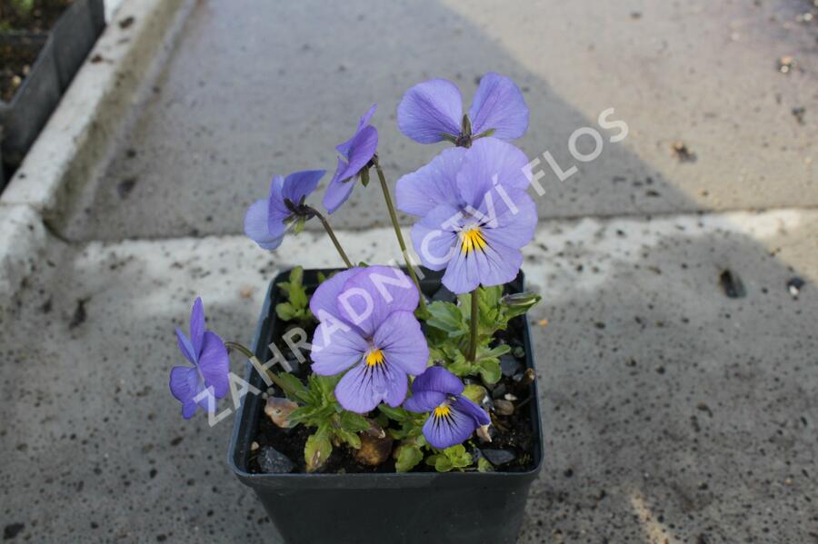Violka růžkatá 'Blaue Schönheit' - Viola cornuta 'Blaue Schönheit'