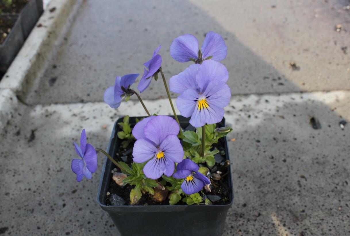 Violka růžkatá 'Blaue Schönheit' - Viola cornuta 'Blaue Schönheit'