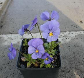 Violka růžkatá 'Blaue Schönheit' - Viola cornuta 'Blaue Schönheit'