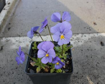 Violka růžkatá 'Blaue Schönheit'