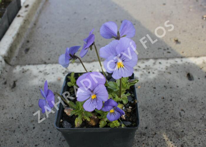 Violka růžkatá 'Blaue Schönheit' - Viola cornuta 'Blaue Schönheit'