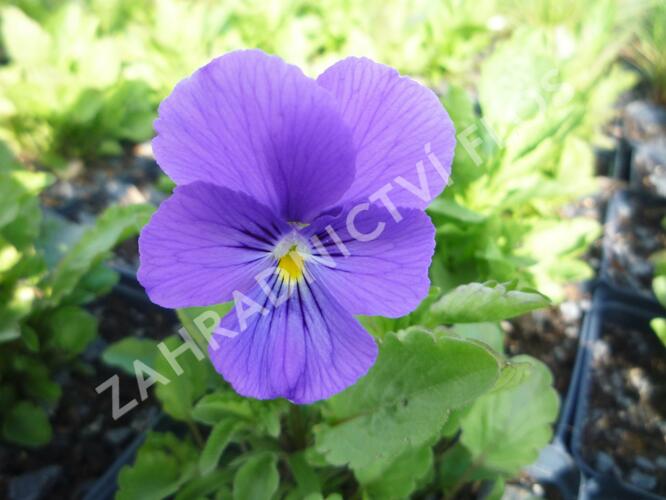Violka růžkatá 'Azurella' - Viola cornuta 'Azurella'