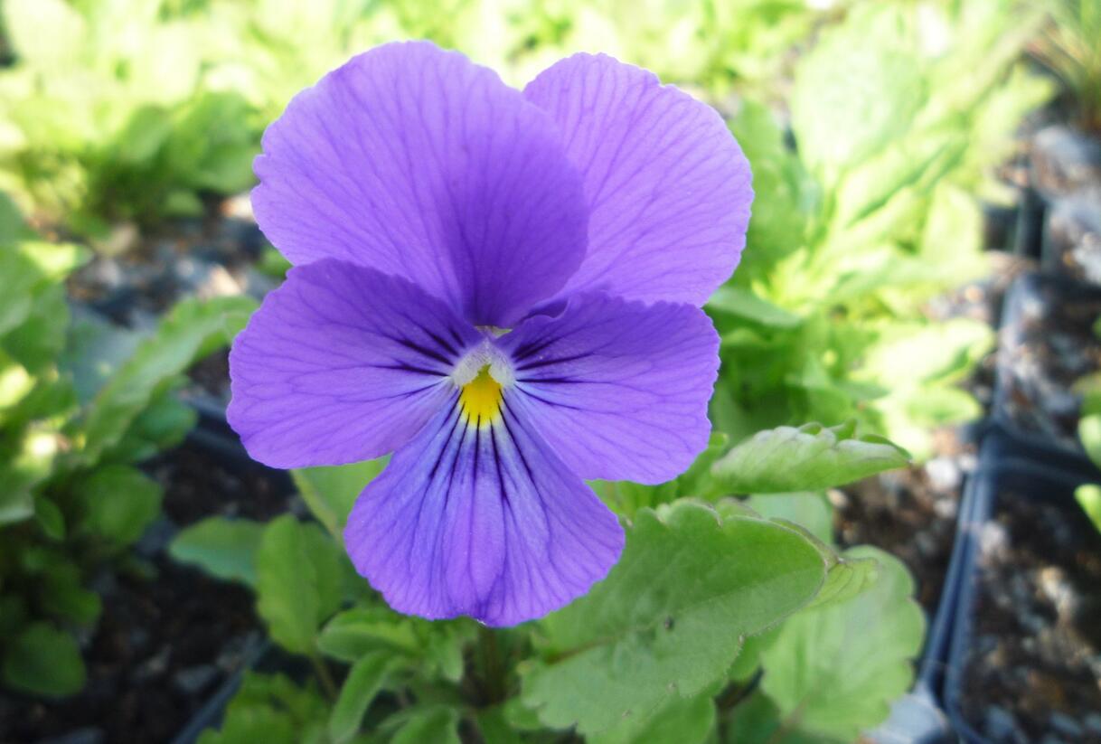 Violka růžkatá 'Azurella' - Viola cornuta 'Azurella'