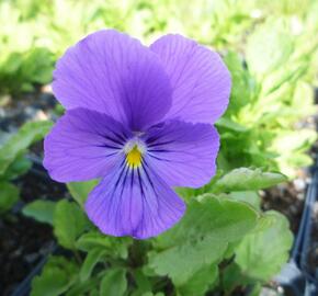 Violka růžkatá 'Azurella' - Viola cornuta 'Azurella'
