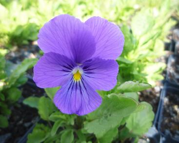 Violka růžkatá 'Azurella'