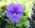 Violka růžkatá 'Azurella'