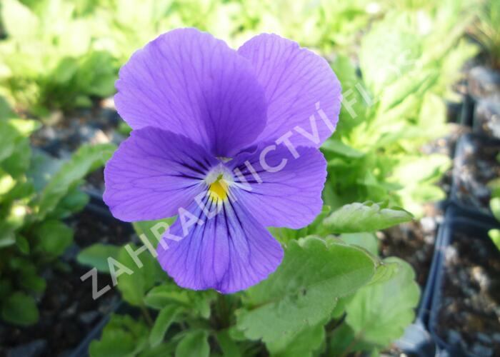 Violka růžkatá 'Azurella' - Viola cornuta 'Azurella'