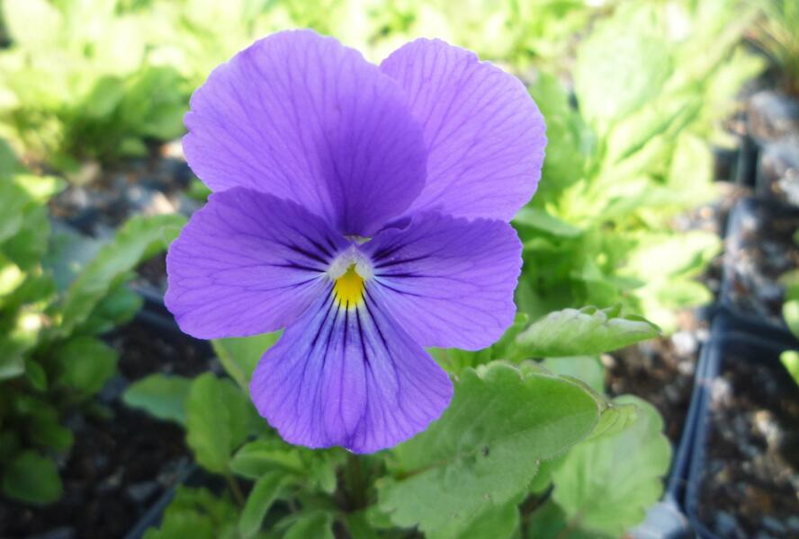 Violka růžkatá 'Azurella' - Viola cornuta 'Azurella'