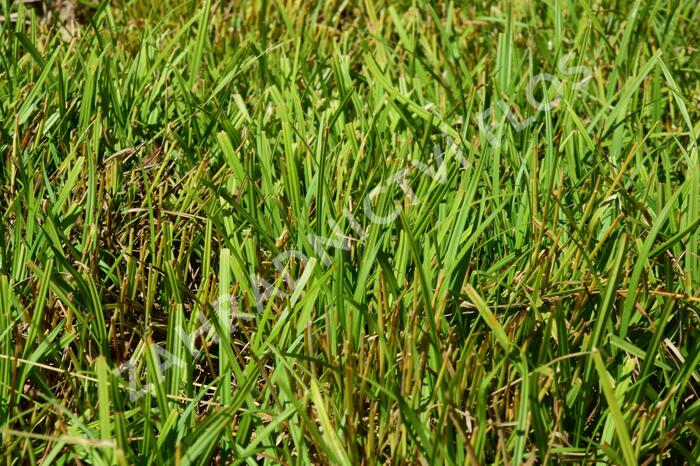 Ostřice rusá - Carex flava