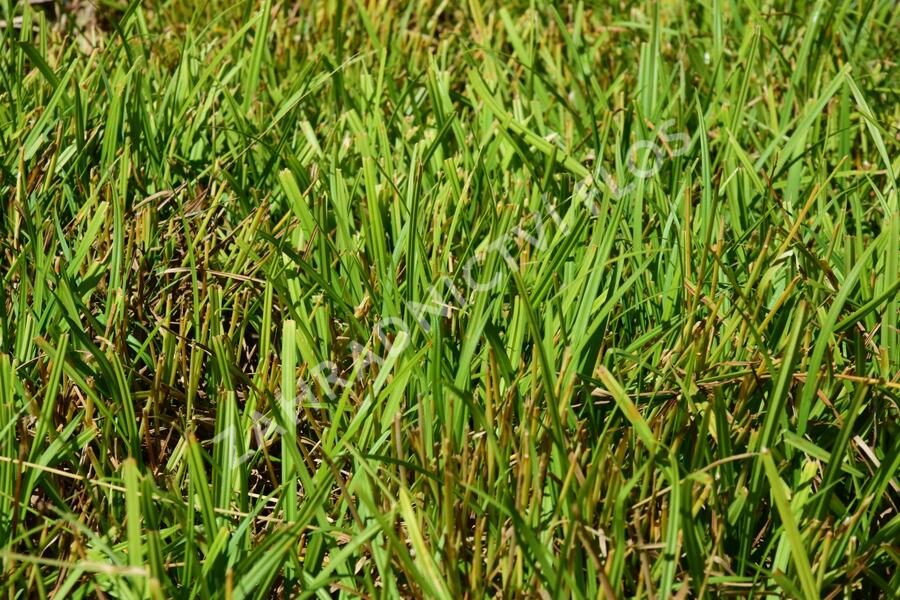 Ostřice rusá - Carex flava