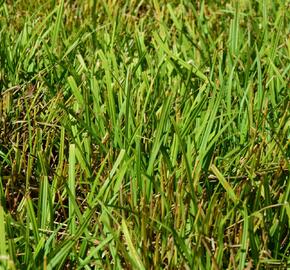 Ostřice rusá - Carex flava