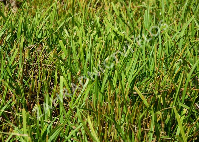 Ostřice rusá - Carex flava