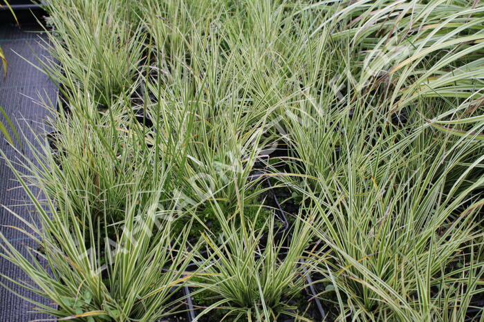 Ostřice 'Jubilo' - Carex brunnea 'Jubilo'