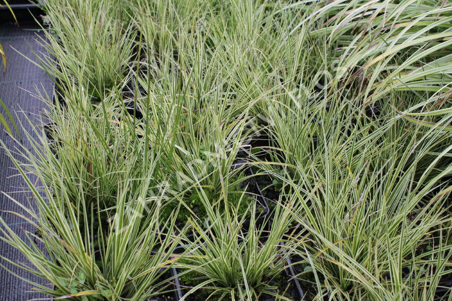 Ostřice 'Jubilo' - Carex brunnea 'Jubilo'