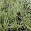 Ostřice 'Jubilo' - Carex brunnea 'Jubilo'