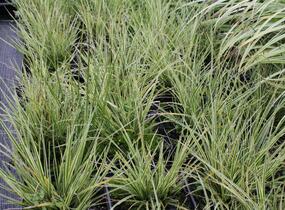 Ostřice hnědá 'Jubilo' - Carex brunnea 'Jubilo'