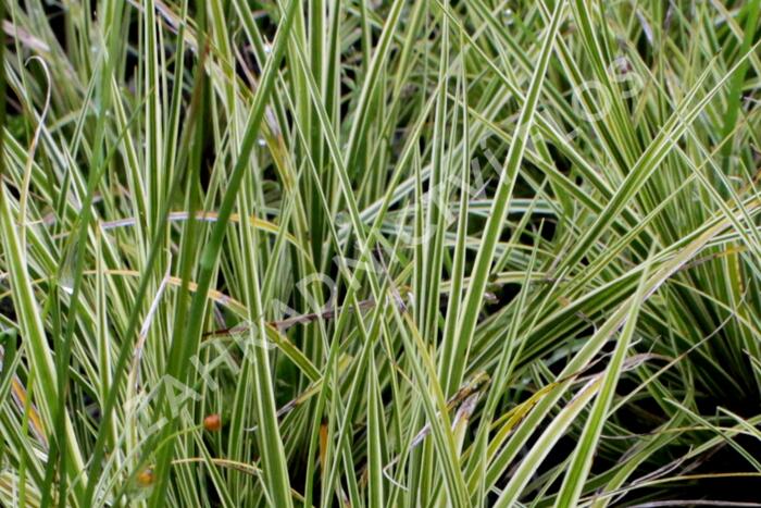 Ostřice 'Jubilo' - Carex brunnea 'Jubilo'