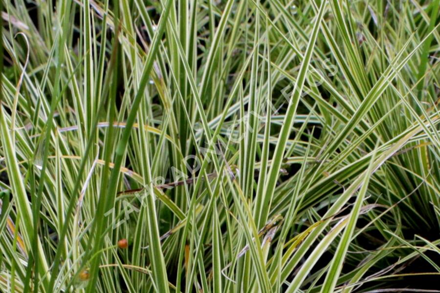 Ostřice 'Jubilo' - Carex brunnea 'Jubilo'